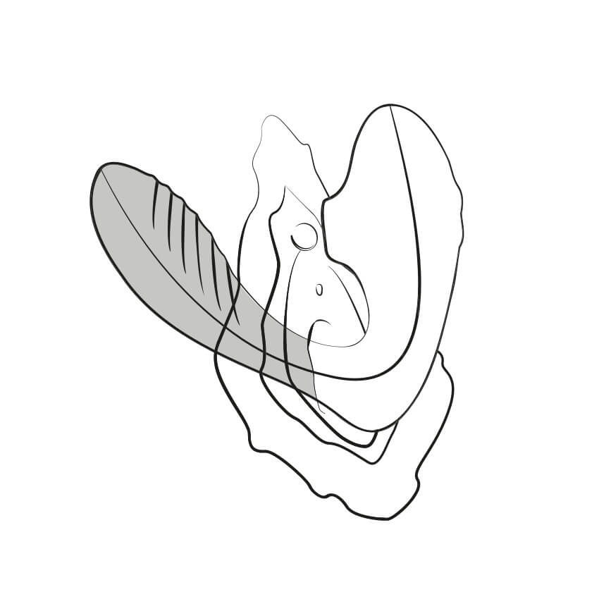 An illustration shows an illustrated ROMP Reverb slid inside of a vagina. The air suction tip is targeting the clitoris of the illustrated vulva at the same time. The internal g-spot end is shaded in darker to demonstrate that it is slid inside of a body. | Kinkly Shop