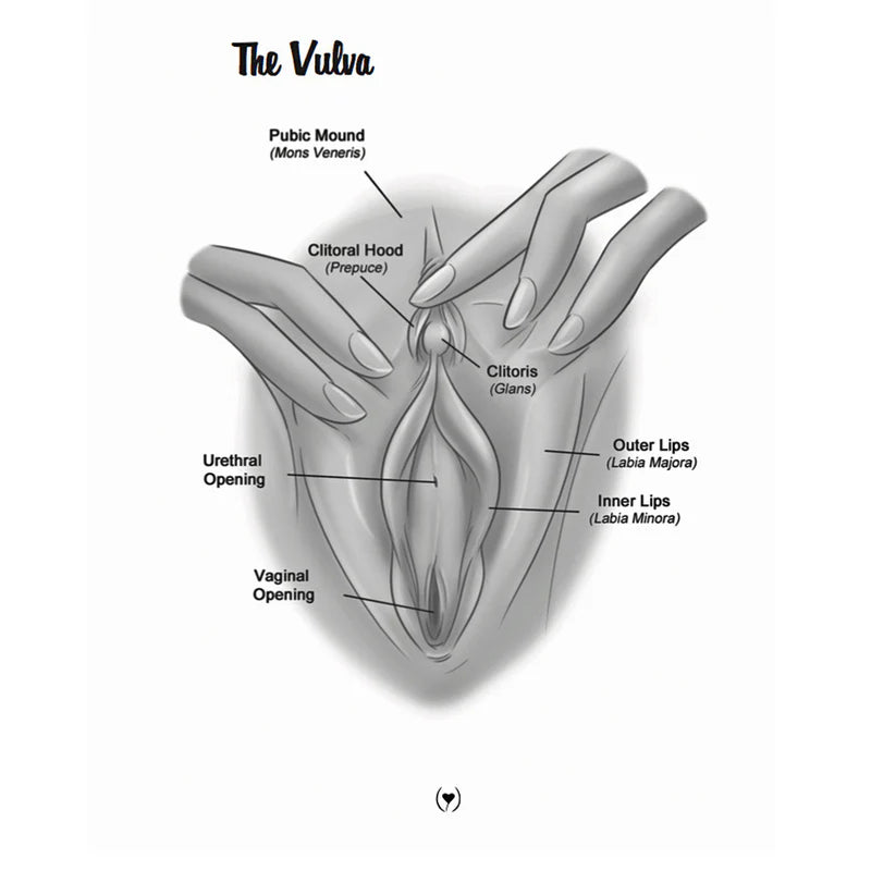 The Mystery of the Undercover Clitoris