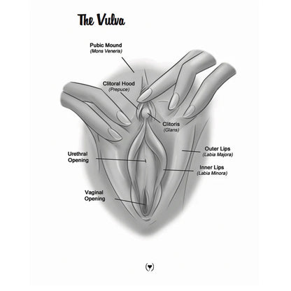 The Mystery of the Undercover Clitoris