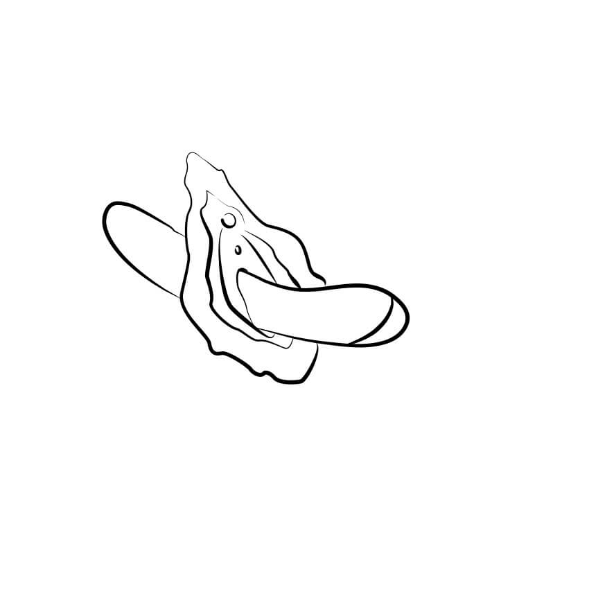 Illustration of the ROMP Hype G-Spot Vibrator in use. It shows the vibrator slid inside of the vaginal canal to provide g-spot stimulation. | Kinkly Shop