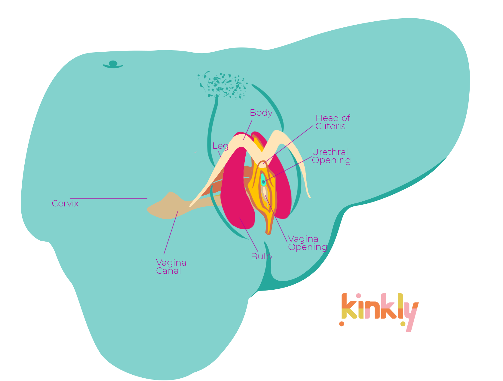 diagram of the clitoris