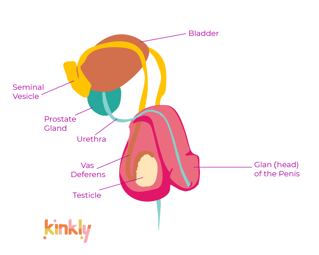 diagram of the penis shaft and head