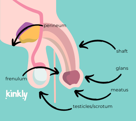 Blowjob Diagram: diagram showing the perineum, shaft, glans, meatus, testicles and frenulum on a flaccid penis.