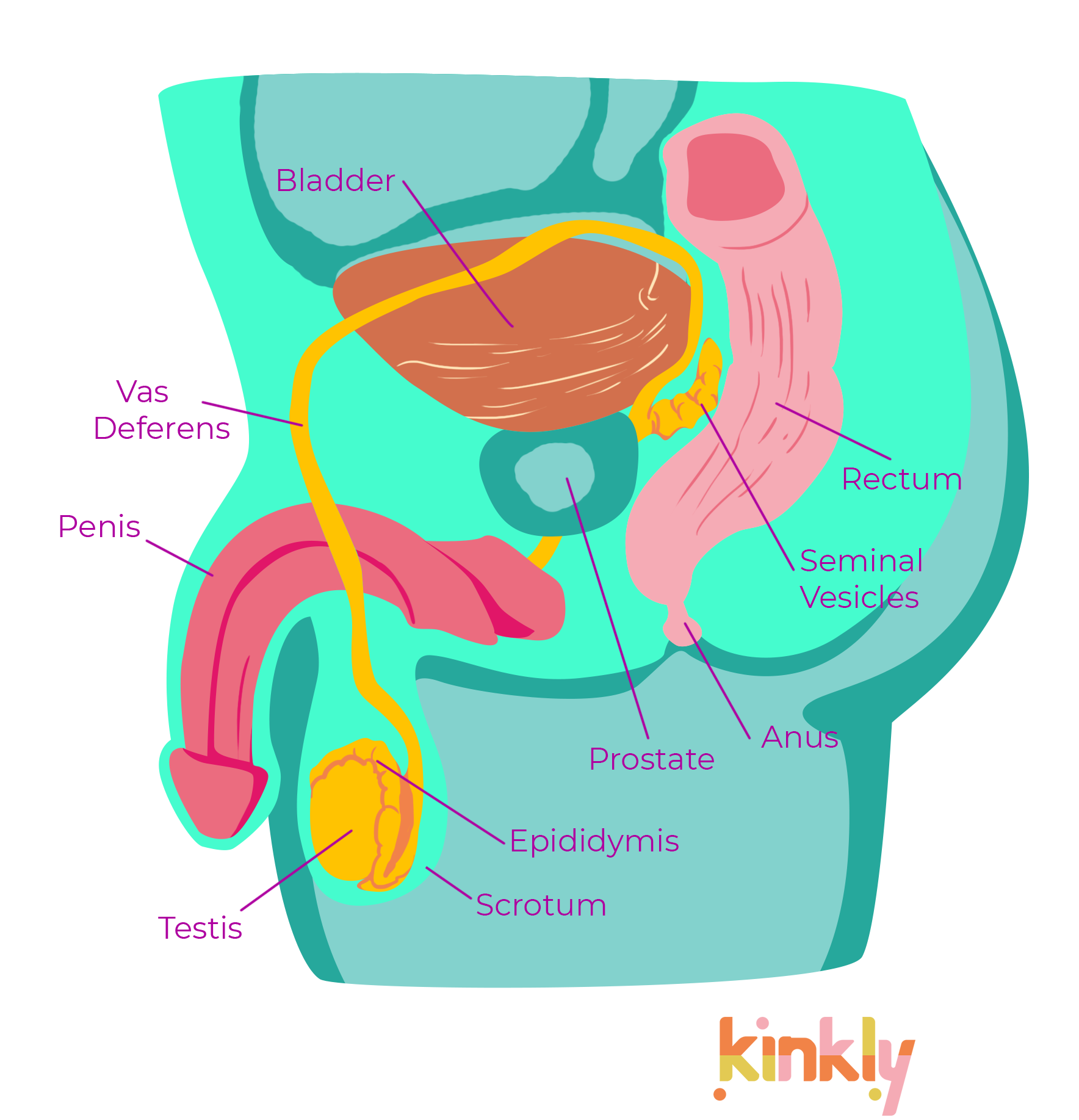 Male sexual anatomy, internal side view, showing prostate, penis, testis, anus, scrotum