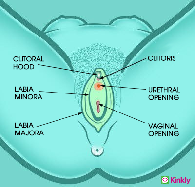 diagram of labeled female genitalia vulva