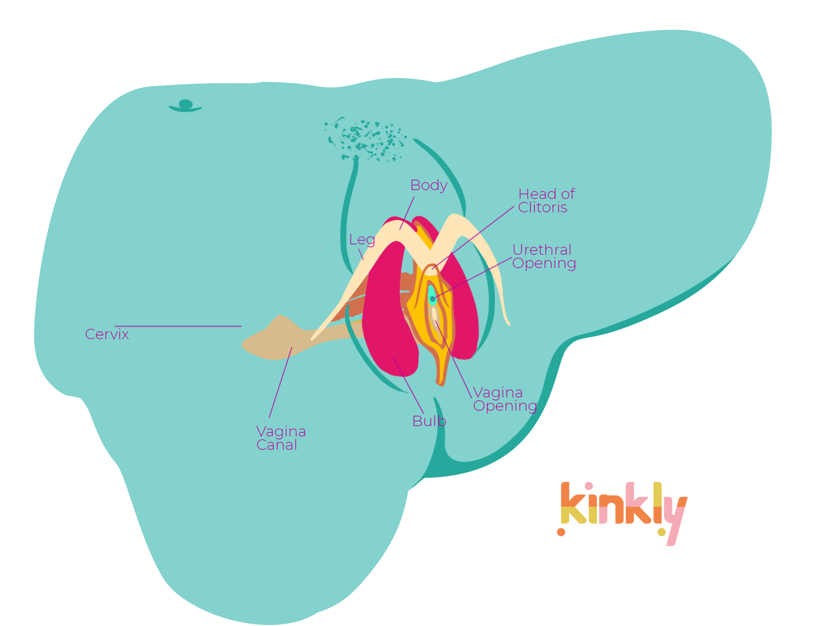 Image of the female anatomy from the outside, including the clitoris, vaginal opening, urethral opening, 